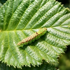 Drepana arcuata