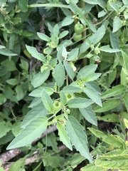 Physalis pumila hispida