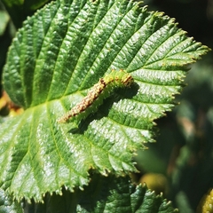 Drepana arcuata