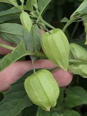 Physalis pumila hispida