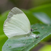 Mariposa Amarilla Fantasma - Photo (c) djhiker, algunos derechos reservados (CC BY-NC), subido por djhiker
