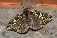 Dirphiopsis epiolina