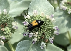 Macrosiagon dimidiata