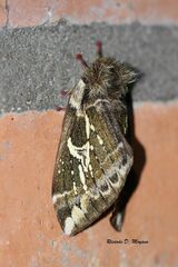 Dirphiopsis epiolina