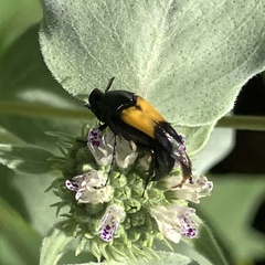 Macrosiagon dimidiata