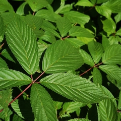 Rubus