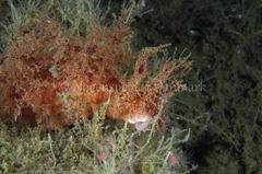 Dendronotus europaeus