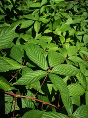 Rubus
