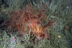Dendronotus europaeus