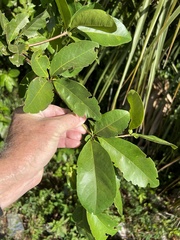 Terminalia muelleri