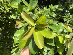 Terminalia muelleri