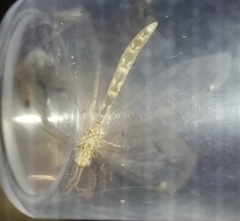 Neuroleon ochreatus