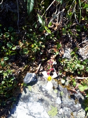 Saxifraga cernua