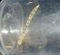 Neuroleon ochreatus