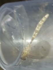 Neuroleon ochreatus