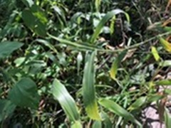 Urochloa foliosa