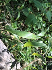 Urochloa foliosa