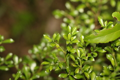 Psychotria daphnoides