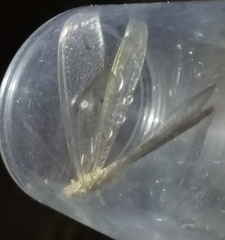 Neuroleon ochreatus