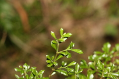 Psychotria daphnoides