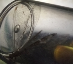 Neuroleon ochreatus
