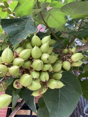 Paulownia tomentosa
