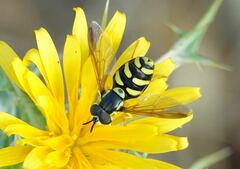 Chrysotoxum intermedium