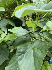 Paulownia tomentosa