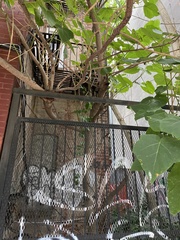 Paulownia tomentosa