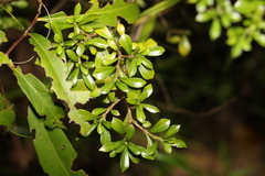 Psychotria daphnoides