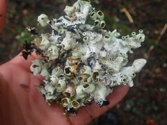 Parmotrema reparatum