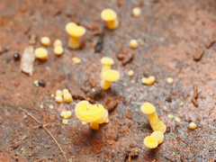 Favolaschia claudopus