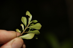 Psychotria daphnoides