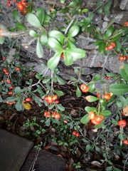 Pyracantha coccinea