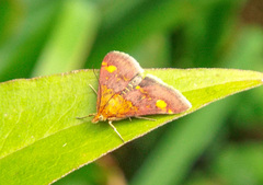 Pyrausta aurata