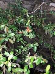 Pyracantha coccinea