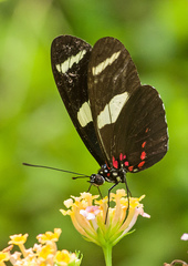 Heliconius sara