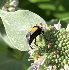 Macrosiagon dimidiata