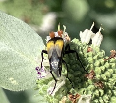 Macrosiagon dimidiata