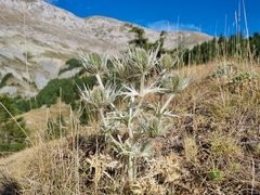 Eryngium spinalba