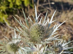 Eryngium spinalba