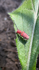 Tetraopes femoratus