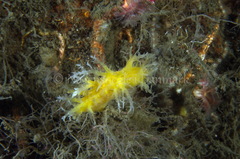 Dendronotus lacteus
