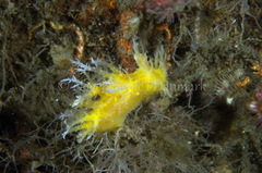 Dendronotus lacteus