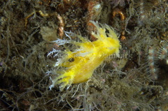 Dendronotus lacteus