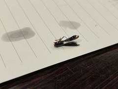 Ocyptamus fuscipennis