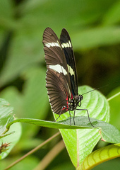 Heliconius wallacei