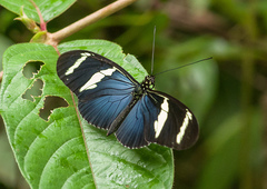 Heliconius wallacei