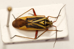 Brachycoleus decolor