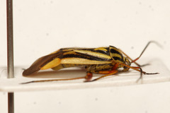 Brachycoleus decolor